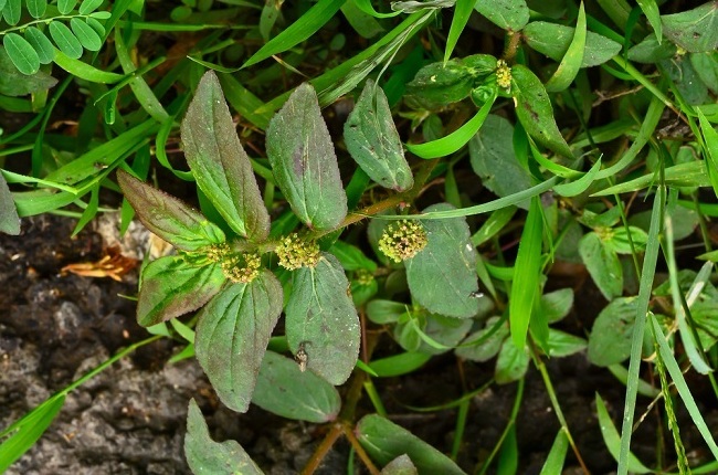 Daun Patikan Kebo