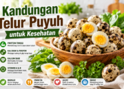 Kandungan Telur Puyuh dan Manfaatnya untuk Kesehatan Tubuh